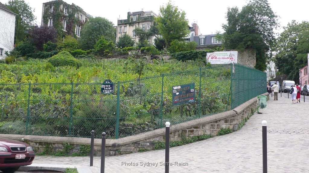 Sur la butte Montmartre 18eme arrdt  La vigne 2.JPG - La vigne sur la butte Montmartre.18ème arrdt  